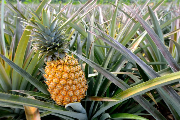 Ananas ekimi