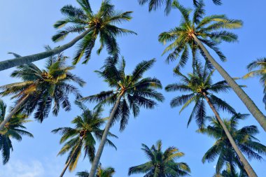 şeker palm ile gök