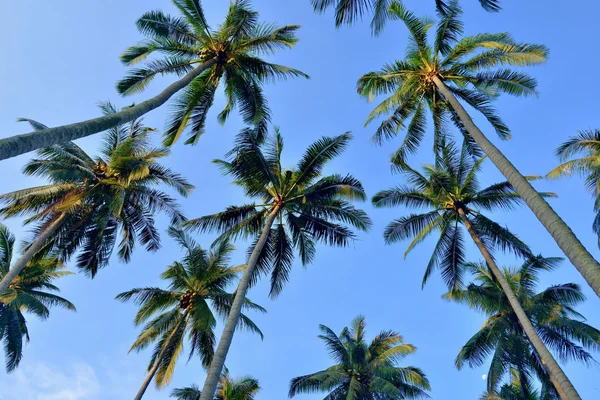 Sugar palm with sky — Stock Photo, Image