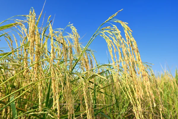 Campo de arroz paddy — Fotografia de Stock