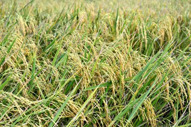 Paddy pirinç tarlası