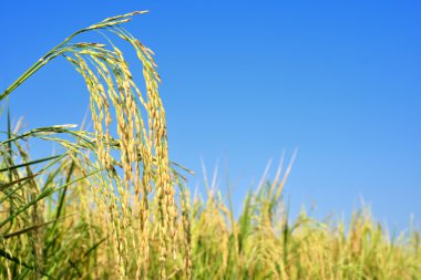 Paddy pirinç tarlası