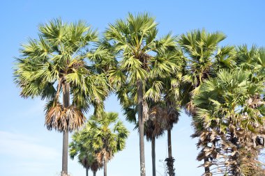 şeker palm ile gök