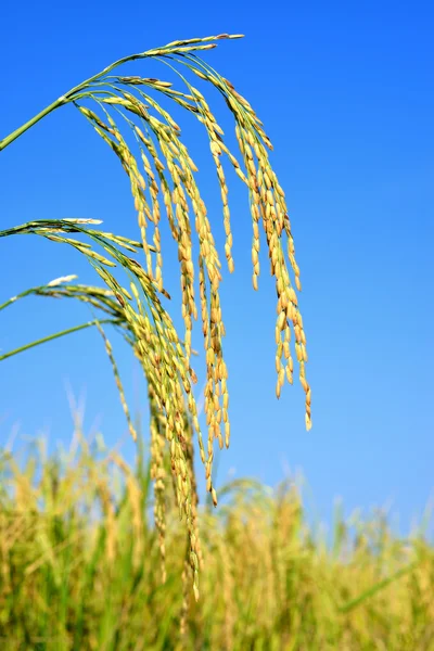 Campo de arroz con arroz — Foto de Stock