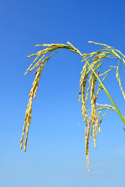 Campo de arroz con arroz — Foto de Stock