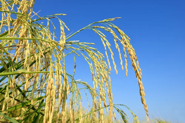 Το ρύζι paddy με σύννεφο ουρανό — Φωτογραφία Αρχείου