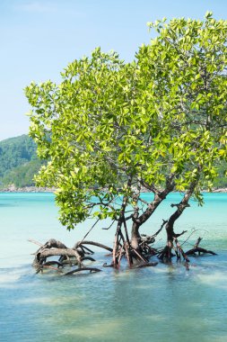 Mangrov bitkiler deniz üzerinde