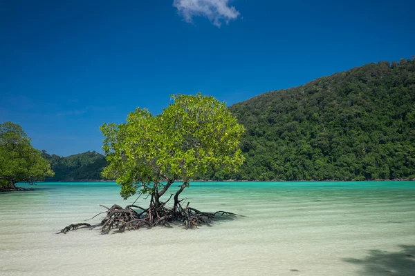 Plantas de manglar en el mar — Foto de Stock