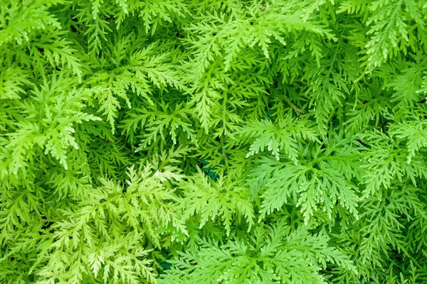 green fern background