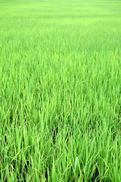 Reisfeld grüne Wiese — Stockfoto