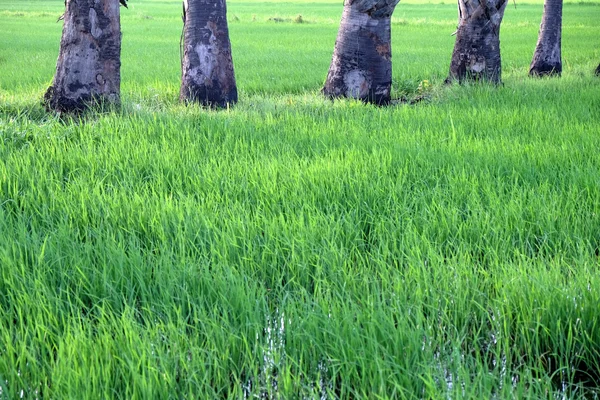 Rice field green meadow — Stock Photo, Image