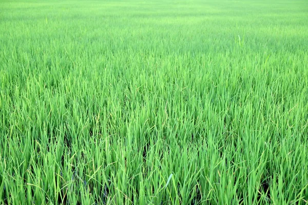 Rýžové pole zelená louka — Stock fotografie