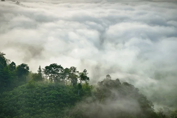 雾在山 — 图库照片