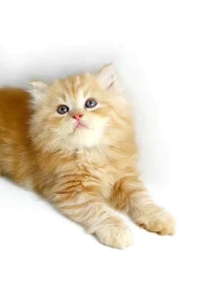 Kitten on white background — Stock Photo, Image