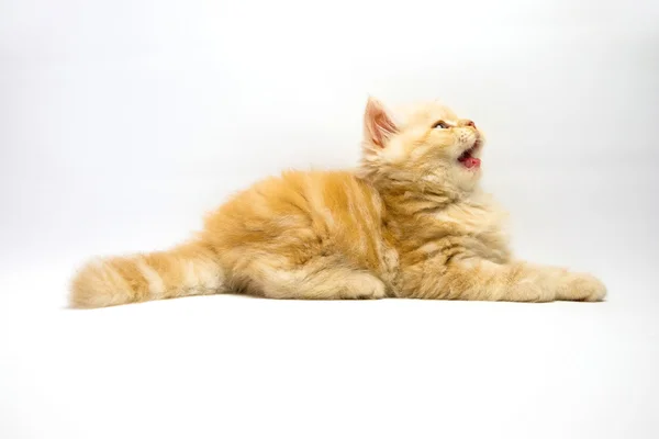 Kattunge på vit bakgrund — Stockfoto