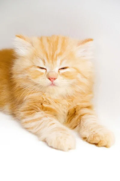 Kitten on white background — Stock Photo, Image