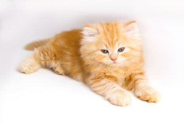 Beyaz zemin üzerinde kedi yavrusu