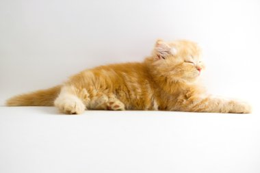 Beyaz zemin üzerinde kedi yavrusu