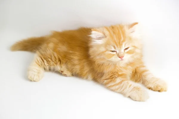 Kitten on white background — Stock Photo, Image