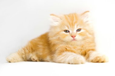 Beyaz zemin üzerinde kedi yavrusu