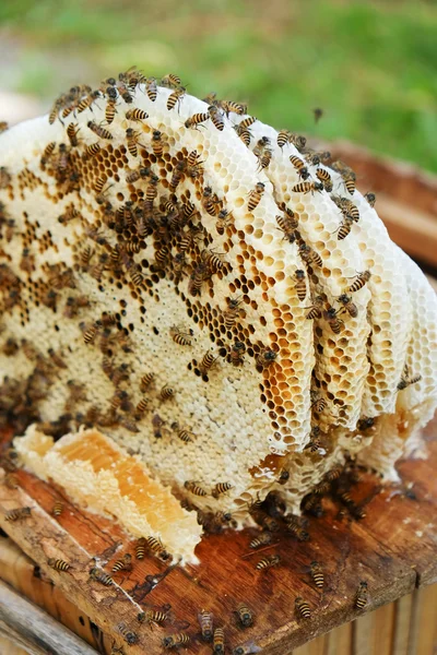 Honey comb on wood box — Stock Photo, Image