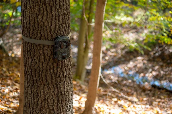 秋の森の木に縛り付けられたトレイルカメラ. — ストック写真