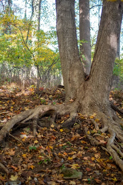 Drzewo z pękniętym pniem i długimi korzeniami w jesiennym lesie — Zdjęcie stockowe