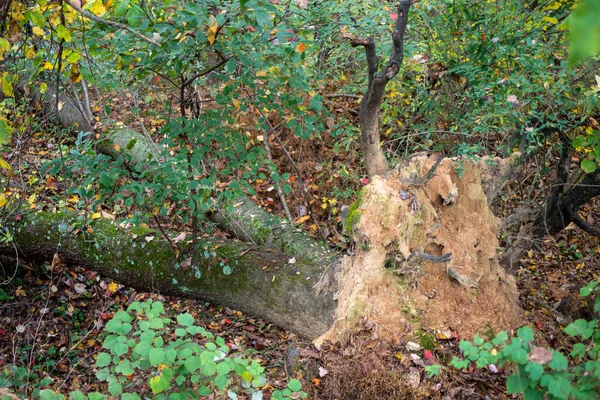 Umgestürzter Baum, frische umgekippte Wurzeln im Herbstwald, grüner Hintergrund — Stockfoto