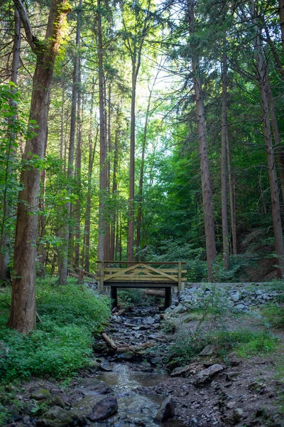 Trä gångbro i en hög skog över en bäck — Stockfoto