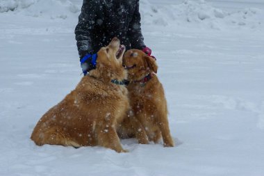 Mutlu kızıl saçlı köpekler karda insan ayağının yanında oturur..