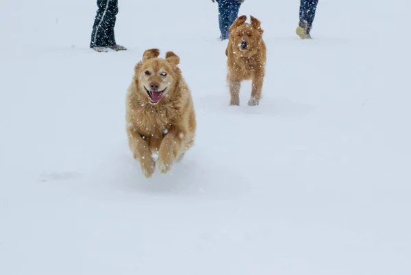 Golden retrievery grają entuzjastycznie w padającym śniegu. — Zdjęcie stockowe