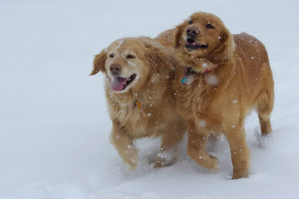 Zwei glückliche langhaarige Hunde, die im Schnee laufen. — Stockfoto