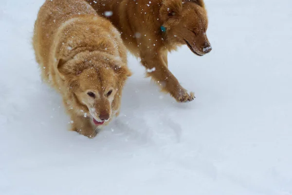 Pair of Golden Retrievers plays in the snow. — Stock Photo, Image