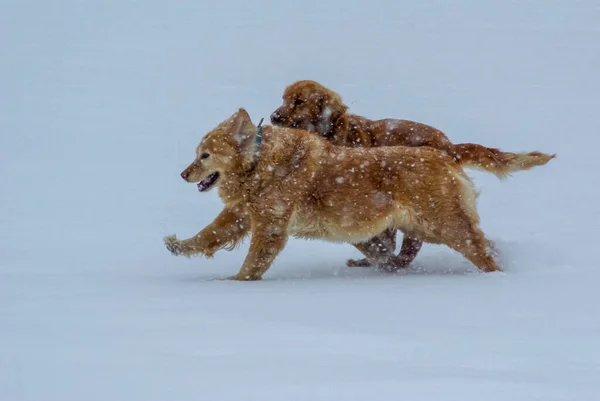 I cani dai capelli rossi corrono attraverso la neve che cade. — Foto Stock