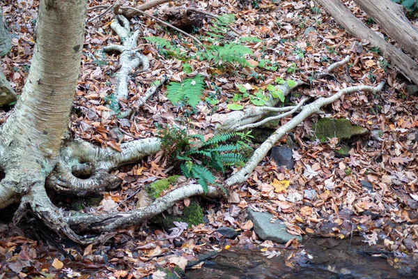 Woodland árvore envia suas raízes através do chão da floresta. — Fotografia de Stock