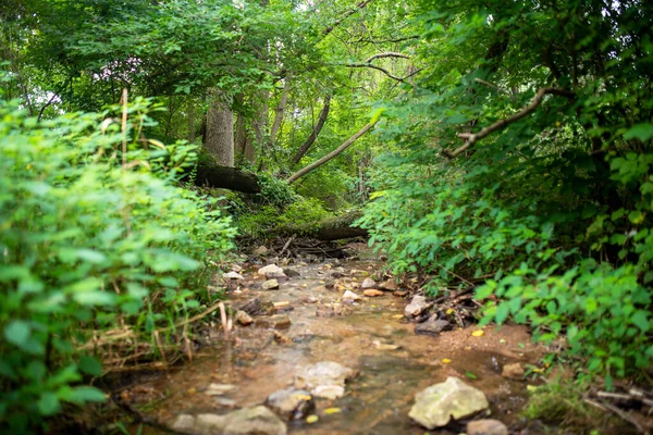 Idyllische weelderige bosstroom selectieve focus op bestemming — Stockfoto