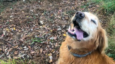 Mutlu köpek sonbahar yaprakları için arka plan kopyalama alanı ile merkezden ayrıldı