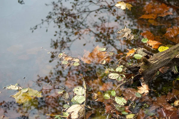 Herbstliche Gewässer grenzen an Stillleben — Stockfoto