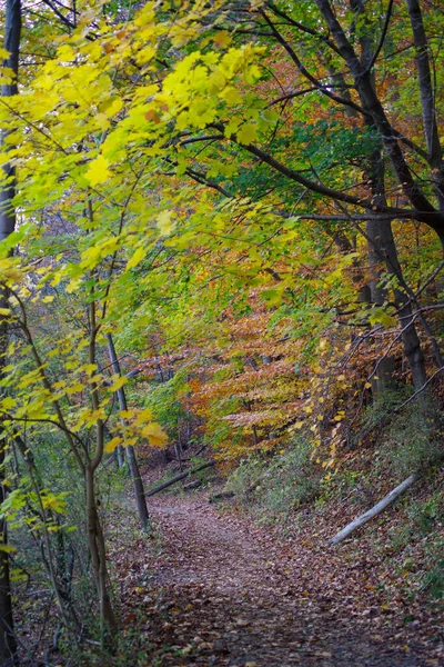 Glorioso percorso autunnale attraverso boschi colorati — Foto Stock