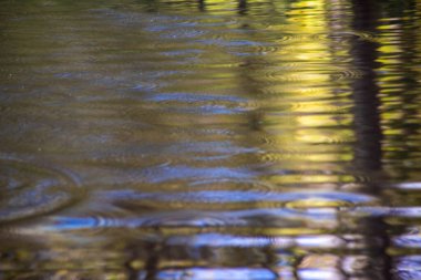 Huzurlu altın orman göleti yumuşak dalgalarla