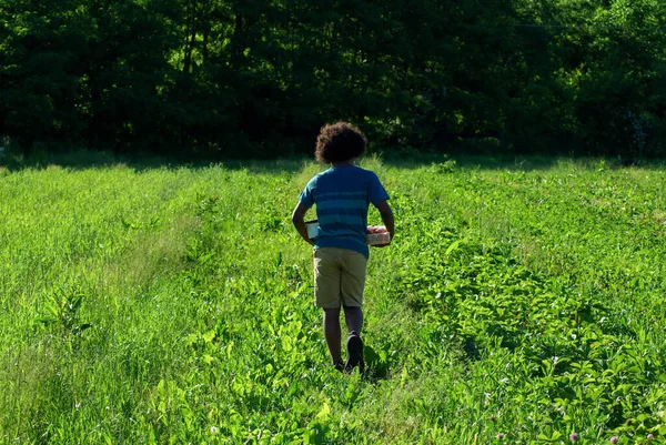 A young boy carries strawberries in green field — Stock Photo, Image