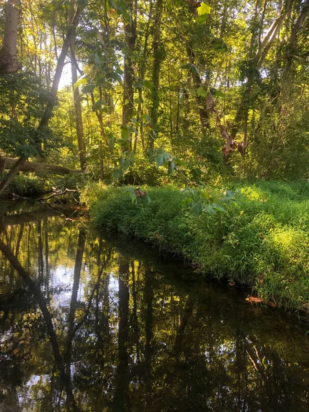 Schöne üppige grasbewachsene Ufer eines Waldbaches — Stockfoto
