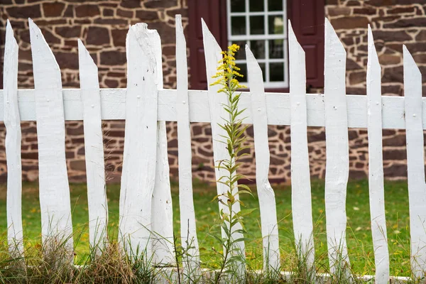 Λευκός ξύλινος φράχτης με ψηλό κίτρινο λουλούδι — Φωτογραφία Αρχείου