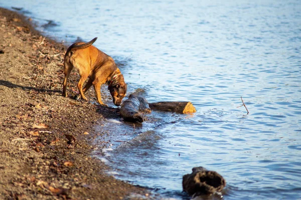 Vacker familj sällskapsdjur hund utforskar stranden — Stockfoto