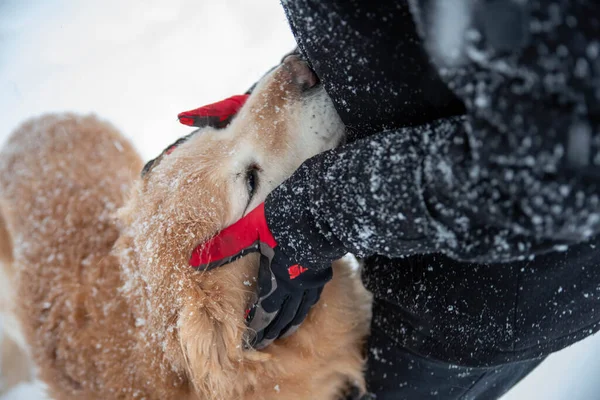 男孩和他的狗在雪地里玩耍 — 图库照片