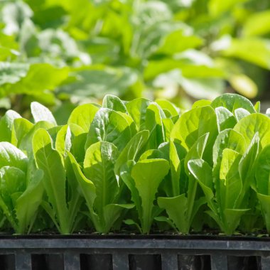 Yeşil yapraklı marul tohumu dışarıda saksıda.