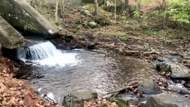 Ripear el agua en la base de un vertedero de cascada en un arroyo de bosques naturales — Vídeos de Stock