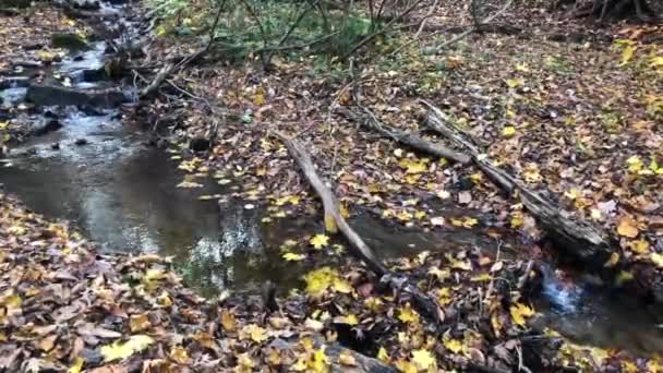 Coloridas hojas otoñales rodean un caudaloso arroyo de bosques curvados. — Vídeo de stock