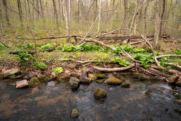 Pennstlvania riacho fluxo banco imagem textura e cor verde folhas ramos água — Fotografia de Stock