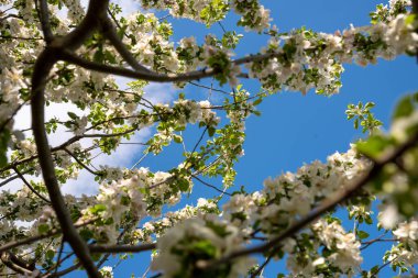 Çiçekli elma dalları arasından mavi gökyüzünün alçak açılı görüntüsü